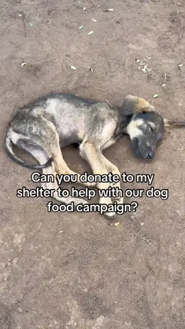 its heart breaking dear friend that two dogs are dead due to failure to get food please am kindly requesting you to help me not to lose my friends 🐕