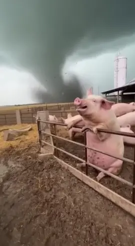 Pig can fly #funny #pets #cute #tornado #aigc 
