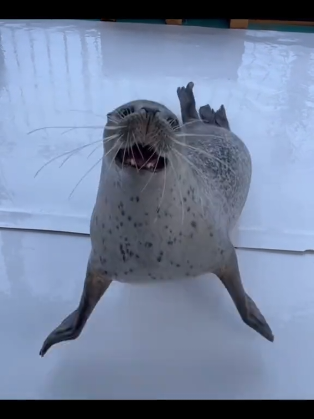 дыш #nerpochki #seals #seal #тюлень #нерпочки #тюлени 