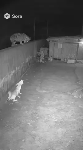 Cat vs tiger #xuhuong #cat #tiger #fyp #foryou 