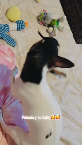 #chihuahua baby#LIVEIncentiveProgram 