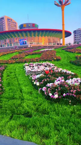 #цветы #таджикистан #душанбе 
