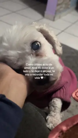 Ojalá hubieras sido eterna, gracias por la increíble infancia que me regalaste, por cuidarme en todo momento y siempre siempre recibirme con alegría y amor, perdón por no cuidarte más, descansa Chakira con suéter de gato rosa.🤍 #🐶🕊️🤍 