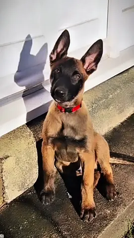 #k9 #malinois #dogsoftiktok #puppy #doglover #training #usa🇺🇸 #fyp 