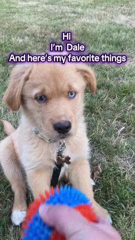 He is actually a shark covered in fur #puppytiktok #goldenhusky #goldenretriever #mischievous #puppylife 