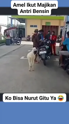 Kambing Yang Bernama Amel Ikut Antri Bensin Bersama Majikan Nya 😅☝️ 