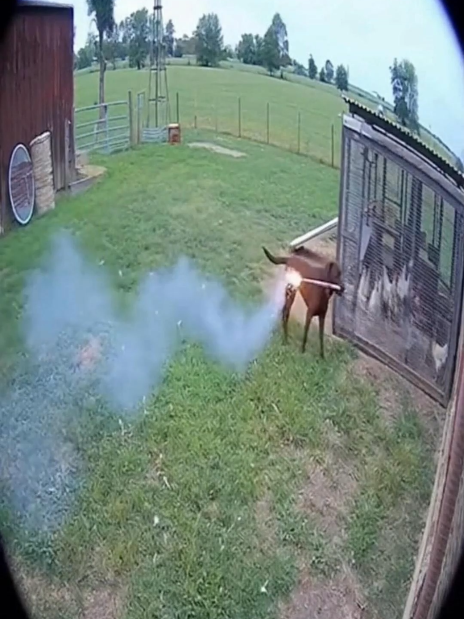 Dog Causes Firework Chaos #fyp #dog #doglover