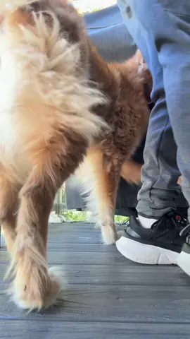 Bobbing for apples didn’t go the way it was planned. #dogsoftiktok #goldenretriever #puppytiktok 