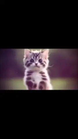 #fyp #cat #osamason 