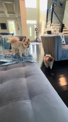 Morning chaos #pomeranian #dogsoftiktok #viral 