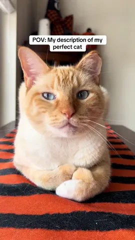 My perfect little boy🧡 #fyp #catoftiktok #cats #catswiththumbs #polydactylcat