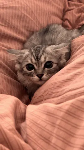 Лапуся 💓#мирсошелсума 