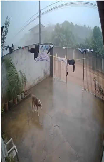 🐶😇 #cachorro #camera #sora2 #chuva #ia Deve estar tudo bem então né?🤔