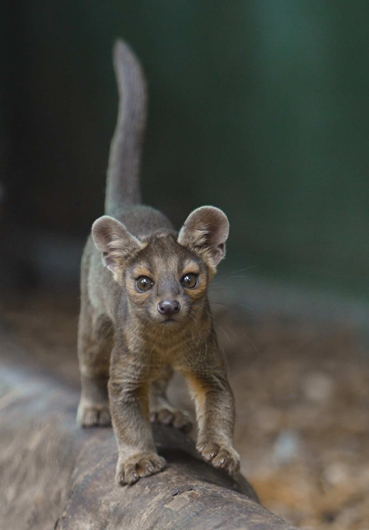 The ONLY fossa pups in the UK 😍   Two boys, two girls... and a whole lot of mischief! Tell us your name ideas 👀👇 #cuteanimals #animalsoftiktok #cute #babyanimals 
