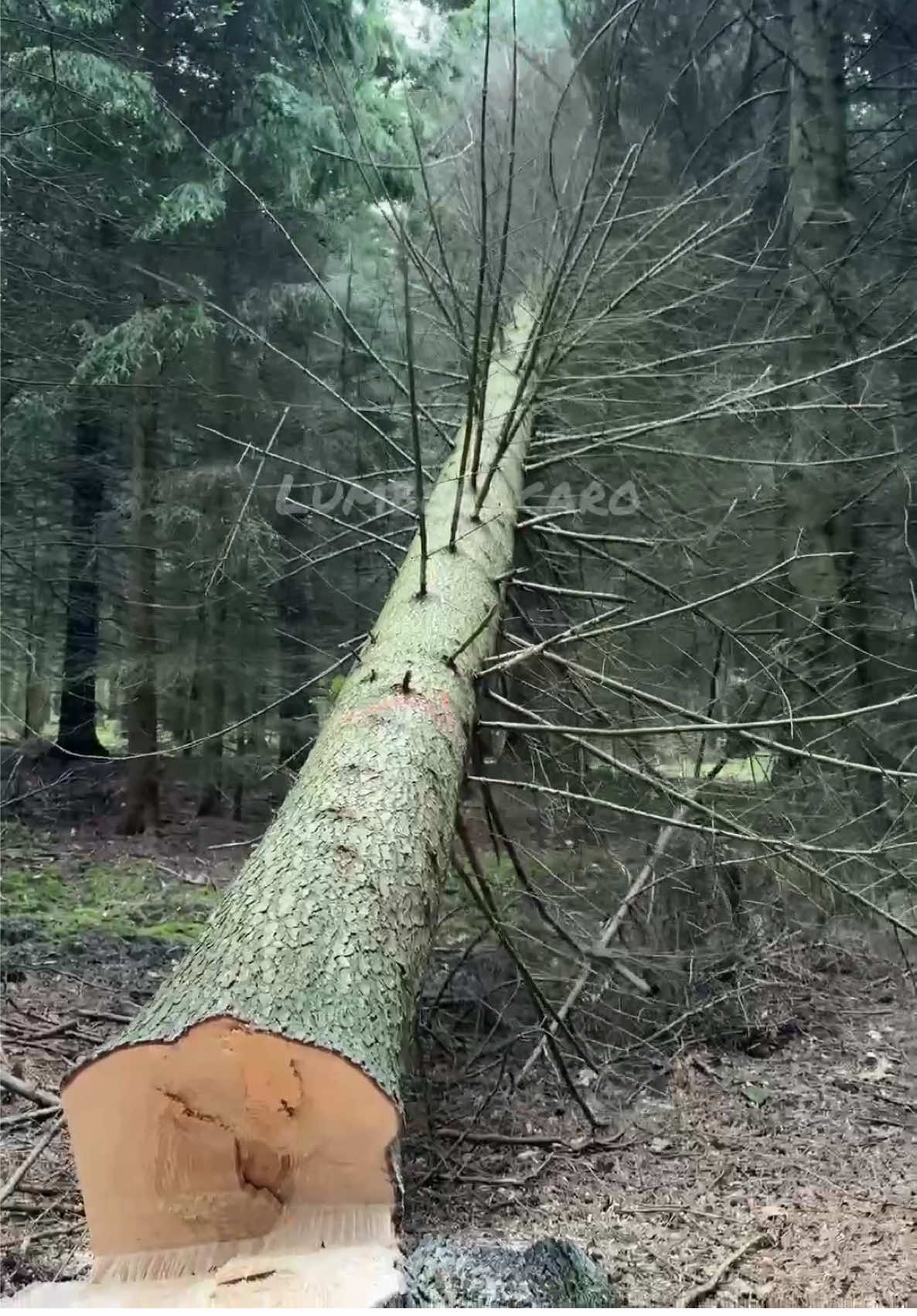 Durchforstung 🪚 #woodworker #stihl #wood #femalelumberjack #treefelling 