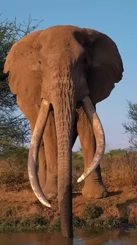 Craig is one of Amboseli’s most iconic and respected tuskers🔥 admired for his enormous ivory and calm gentle nature☺️. As he moves slowly across the savanna his presence commands both awe and respect symbolizing strength, wisdom, and endurance🥰. Known for his friendliness toward researchers and his peaceful coexistence with other wildlife, Craig has become a living legend a true ambassador for elephant conservation. His long life and majestic appearance tell the story of resilience and harmony in the wild making him not just an elephant but a timeless guardian of Amboseli’s natural heritage🙃.#maasaitiktokers #craig #amboselinationalpark #amboseli #elephant @DILLA TIFFA ZAGA BALLE 