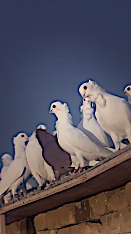 #صافي #ارافل_العراق #فيديو_ستار 