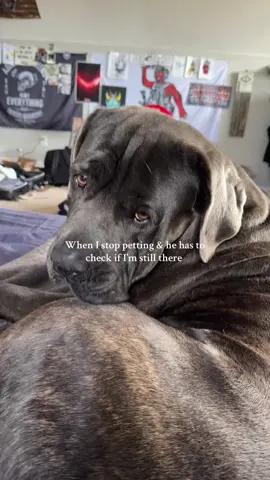 Can never stop the pets #mastiff #mastiffsoftiktok #canecorso 
