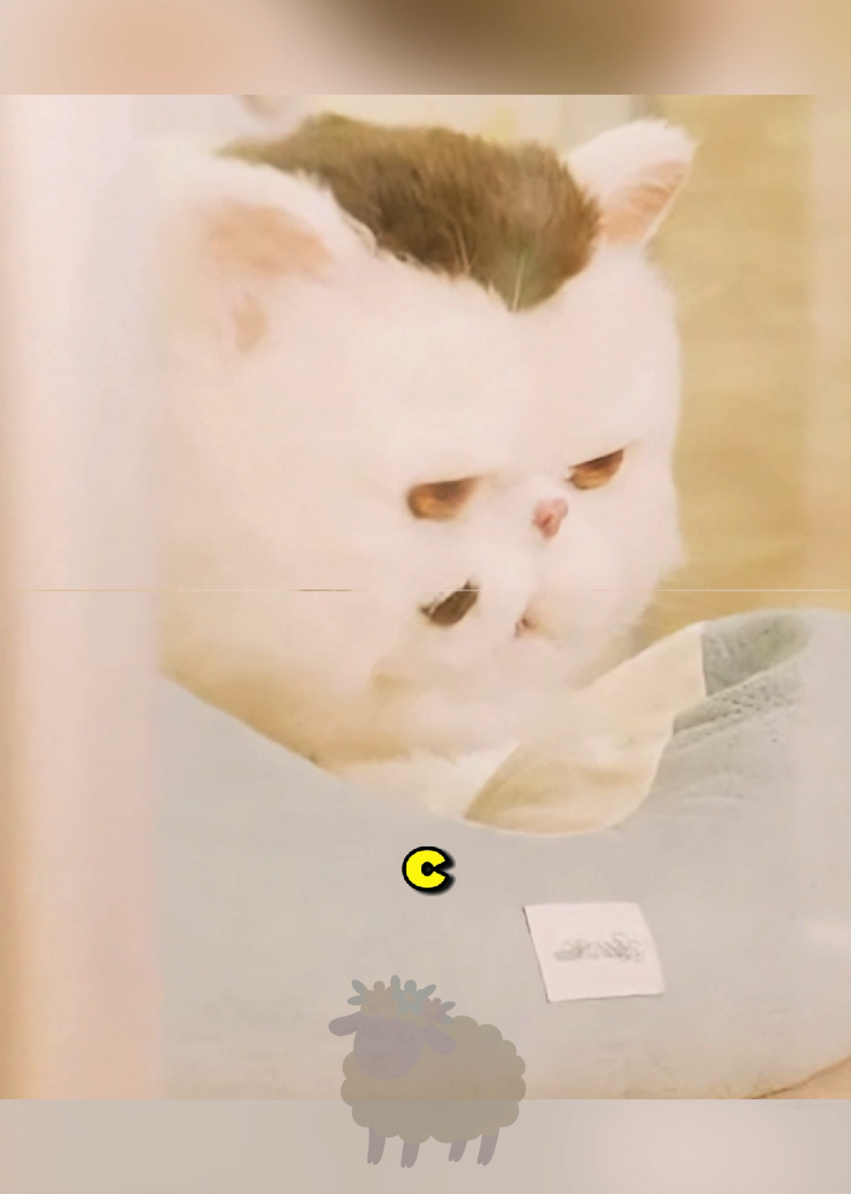 Неужели этот прекрасный кот не достоин любви #кинонавечер #лучшее #кино 