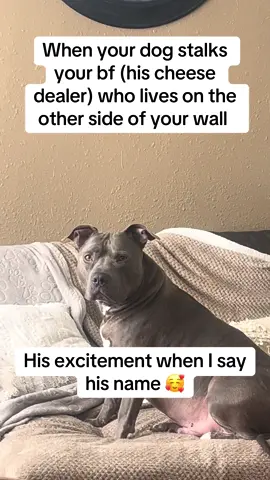 #dogsoftiktok #pittiesoftiktok #staffiesoftiktok 
