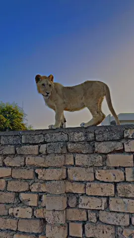 #تاجوراء #ليبيا🇱🇾 #مصر #cat #tiktok 