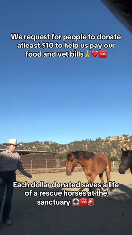 #sanctuary #usa_tiktok #USA #horse #Texas 
