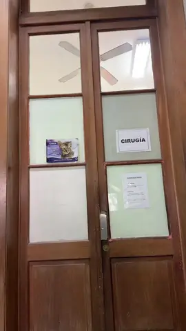 @Roi🐶_Loki🐶 ya salió de su cirugía ahora está internado #perro#tiktok#paratiiiiiiiiiiiiiiiiiiiiiiiiiiiiiii #cirugia#tumor