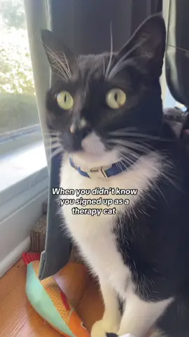 Because of you ##animalsoftiktok #octobermood #trend #fyp 