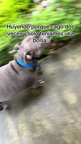 Huyendooooooo……… #Mia #Pitbull #PerritaLinda #CorriendoPorNuestrasVidas 