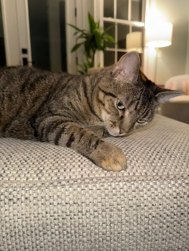 🌟 Key motivator: keeping the kitties in the lifestyle they deserve. 🩷  📈 Goals set: lots of treats, pets and sleeps 