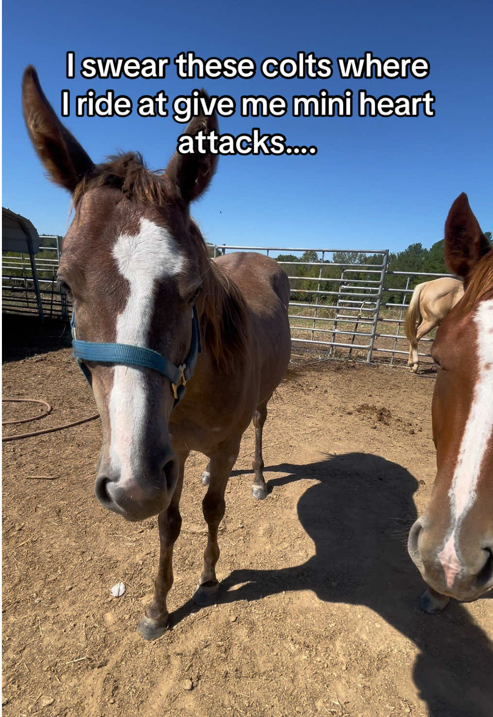 He was fine 😐 got up when he saw that lead rope🤣 #colts #traininghorses #deepsleep #naptime 