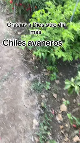 ##siguiendo #paratiiiii #🌺🌿💐🌿🌸🌿🌷🌿🌼🌿🌹🌿🦋 
