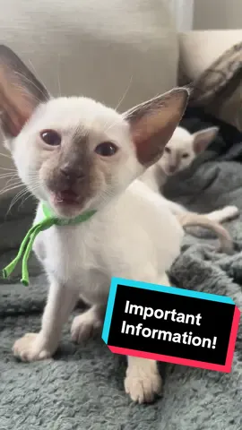 She makes a really good point!!  #siamesekitten #siamese #siamesecats #kitten #siamesecat      