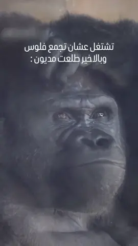 #شعب_الصيني_ماله_حل😂😂 #زاخو_دهوك_هولير_سليماني_ئاكري_سيميل 