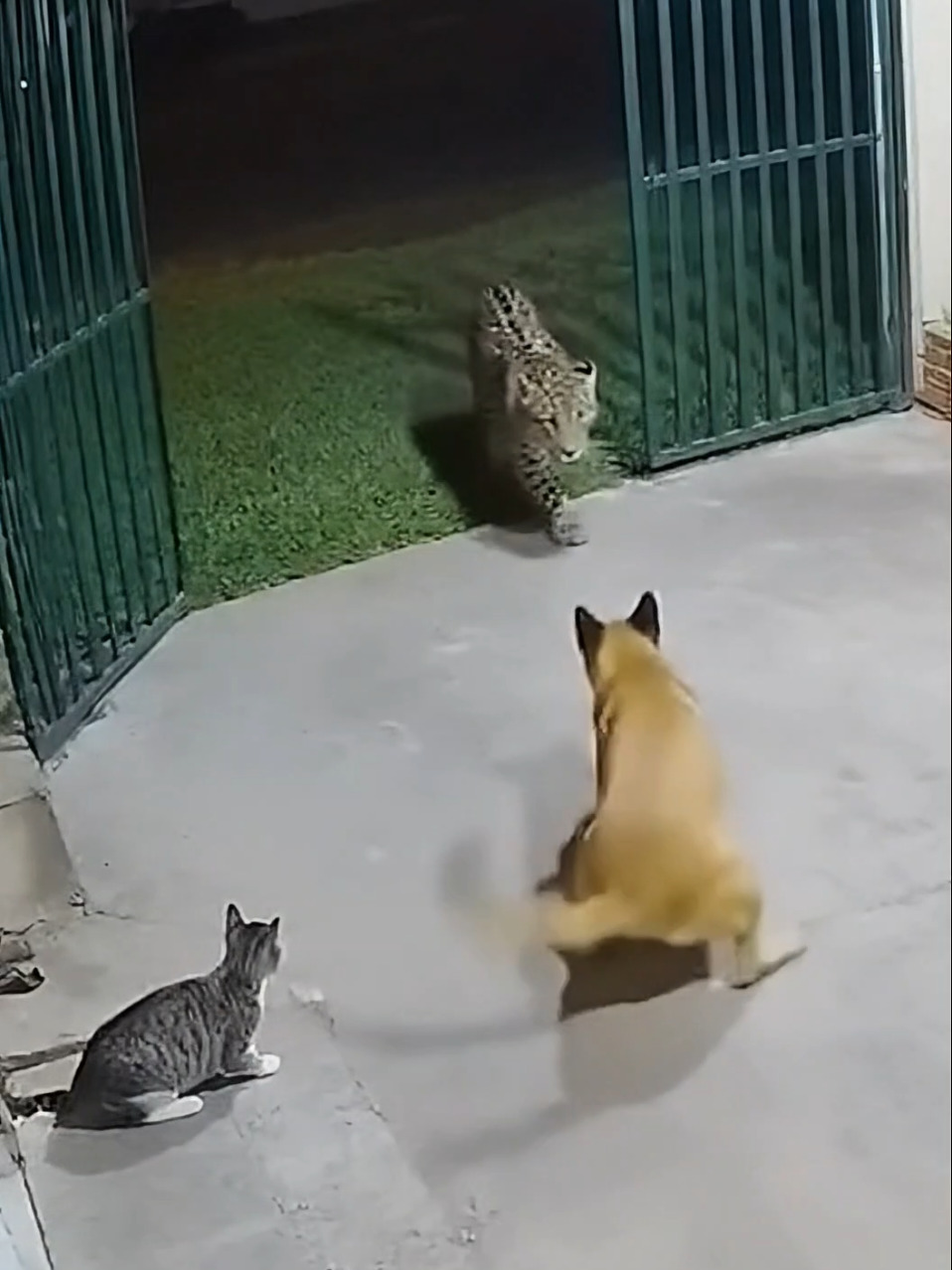 Brave catcompilation 😁😂 #cat #catai #sora2 #viralanimals #mands 
