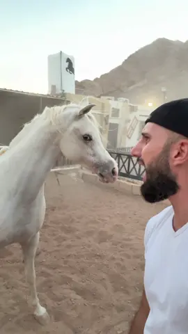 #خيل_وخياله🐎 #اكسبلور #مشاهدات #ammanjordan🇯🇴 