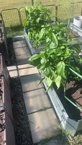 The #fall #garden is #growing nicely.  Somebody and his #boothang hanging out in the green beans 😆 #nature