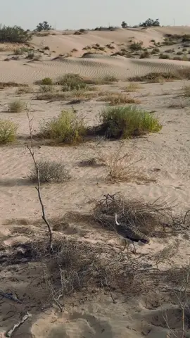 #😍🦅 