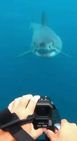 Shark attack key west #shark #sharkflorida #sharkattack 