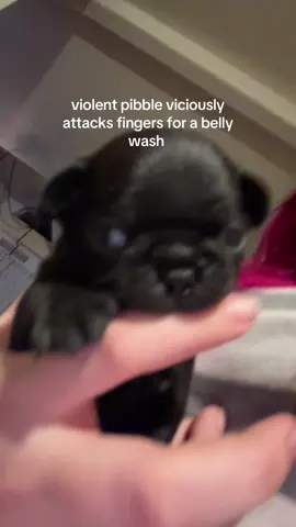 help meeee my pibble is violent 😣😣 #pibble #washmybelly #pibblesoftiktok 