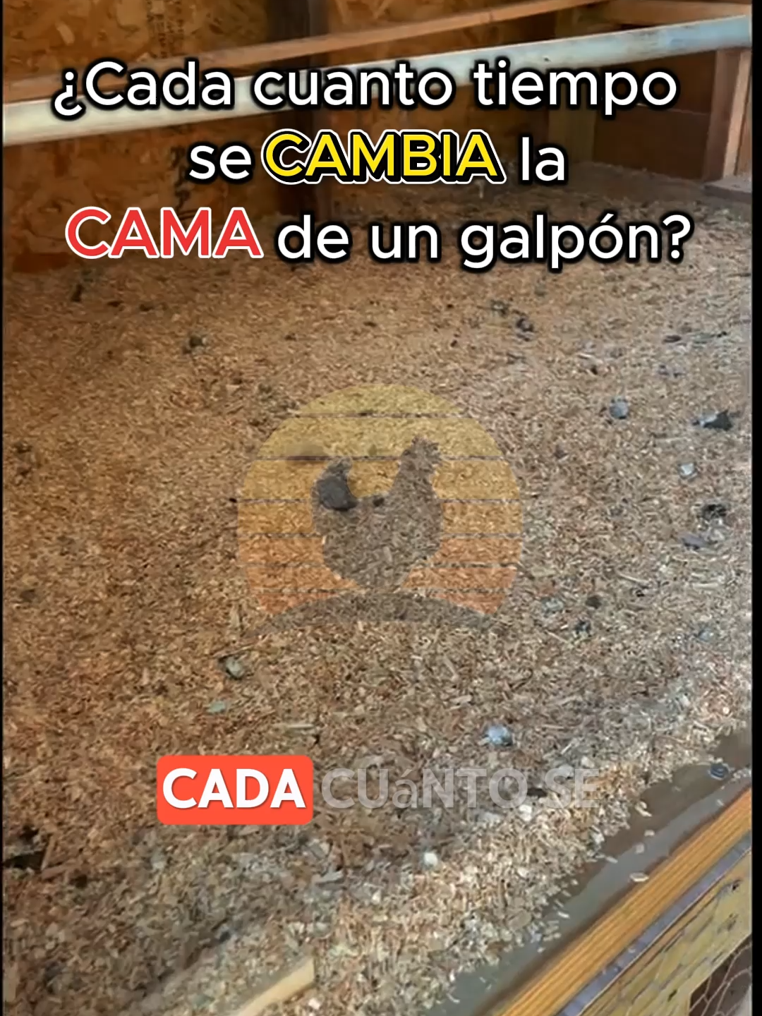 ¿Cada cuanto tiempo se debe cambiar la cama en un galpón? ¿Te gustaría empezar a criar gallinas ponedoras pero no tienes idea por dónde comenzar?🐔🥚 Nosotros te acompañamos en todo el proceso, solicita Información de nuestro curso de Crianza de gallinas ponedoras en el link de nuestro perfil 👉 #gallinasponedoras #ventadegallinas #negocioavícola #huevodegallina #huevo