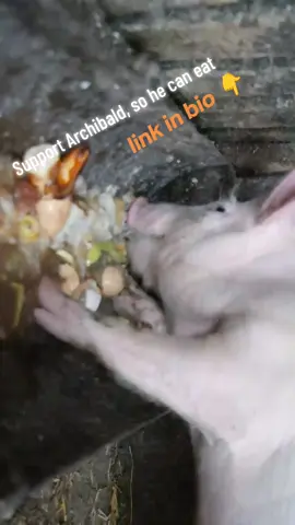 This pig eats better than me 😭”  Archibald’s Gourmet Slop Buffet #pork #asmr #eating #gourmet #mukbang 