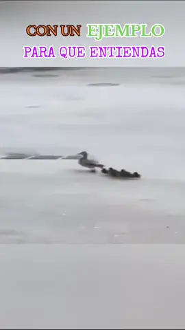 #MLBB9TH #MLBB #herleking #guia #herlekingguia 