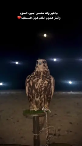 ثوب الشقا كنه مفصل وملبوس  ‏والوقت ينحر كل فرصه ثمينه 💔 #اكسبلور #قمراء__تصويري #عرعر 