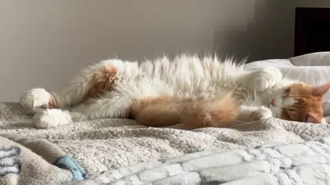#catsoftiktok 