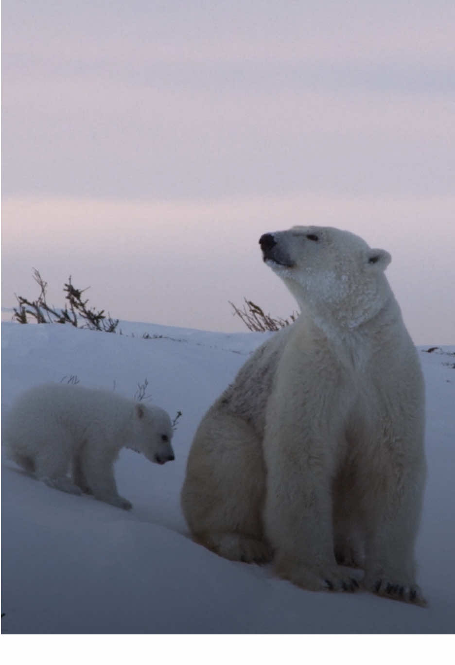 Did you know that polar cubs develop their own unique personalities as young as three months? Better yet, do you want to see it for yourself? 🐻‍❄️ #KingdomOfThePolarBears is now streaming on @Disney+ 