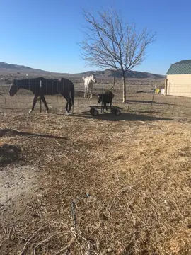The horse wrangler!!!   #cowboy #offgridliving #farmlife #dogsoftiktok #selfsufficient 