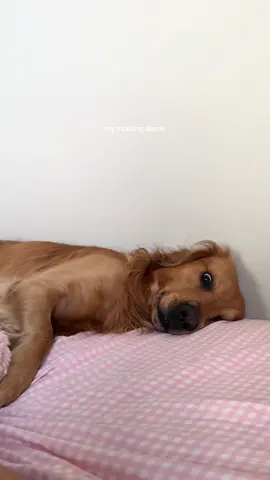 every morning 🐾 #goldenretriever #goldenretrieverlife #goldenretrievers 