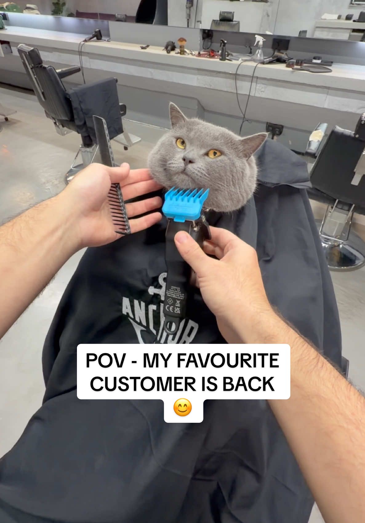 POV - MY FAVOURITE CUSTOMER IS BACK #pov #cat #catgrooming #catlife #SATISFYING 