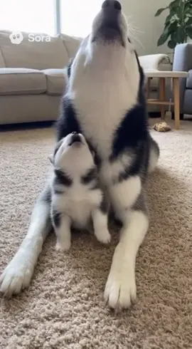 the student is learning 🥹#husky #huskypuppy #howling #puppy #aww 